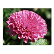 Pink Mum Post Card