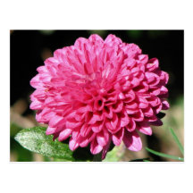 Pink Mum Postcards