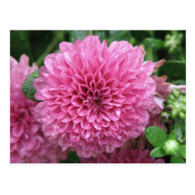 Pink Mum Postcards