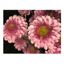 Pink Mums Post Card
