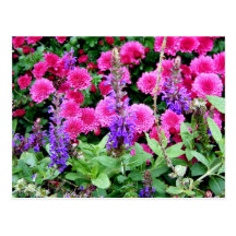 Pink Mums Postcard