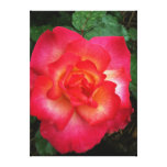 Pink Orange Rose Canvas Stretched Canvas Prints