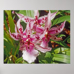Pink Orchid Posters