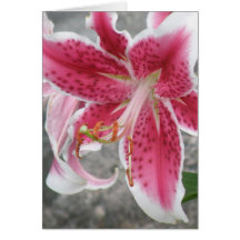 Pink Oriental Lily Greeting Cards