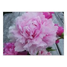 Pink Peonies / Peony Notecard