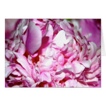 Pink Peony 2 Cards