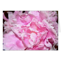 Pink Peony 4 Greeting Cards