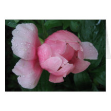 Pink Peony Bud Card