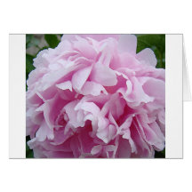 Pink Peony Card