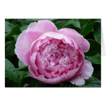 Pink Peony Card