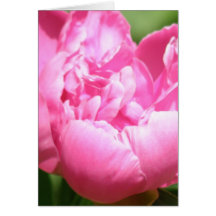 Pink Peony Greeting Card