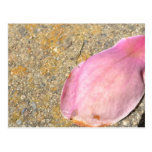 Pink Petal Post Cards