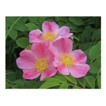 Pink Petals Postcards
