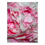Pink Petals Postcards