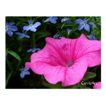 "Pink Petunia Blue Lobelia" Post Card