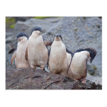 Pink Pingos Postcard