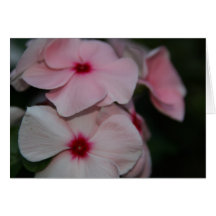 Pink & Pink Flowers Cards
