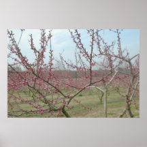Pink Pleasure - Dogwoods Poster