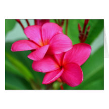 Pink Plumeria Frangipani Hawaiian Flower Cards
