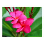 Pink Plumeria Frangipani Hawaiian Flower Postcard