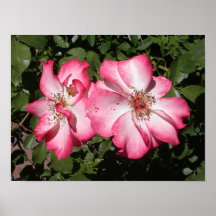 Pink Poster