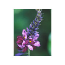 Pink Purple Flower on Flowering Kudzu Gallery Wrapped Canvas