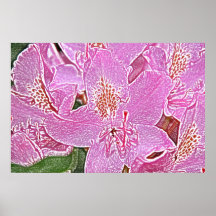 Pink rhododendron blossom poster