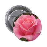 Pink Rose