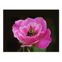 Pink Rose and bumble bee Postcard