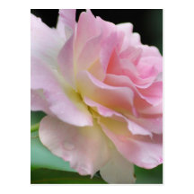 Pink rose and meaning post cards