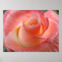 Pink Rose art prints Floral Garden Valentines