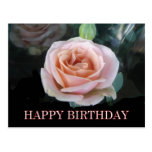 Pink rose birthday greetings postcard