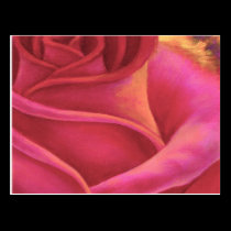 Pink Rose Flower Painting Art - Multi postcards