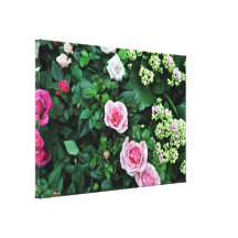 Pink rose Flowers and Tiny buds Stretched Canvas Print