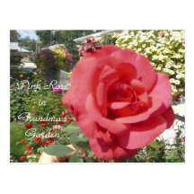 Pink Rose in Grandma's Garden Post Cards