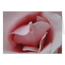 Pink Rose Kiss Blank Inside Cards