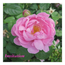 Pink Rose Party Invitation
