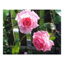 Pink rose personalized announcement