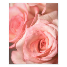 Pink Roses