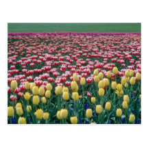 Pink Spring blend flowers Post Cards