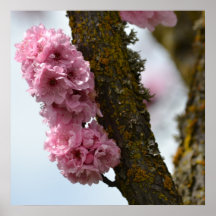 Pink Spring Flowering Tree Posters