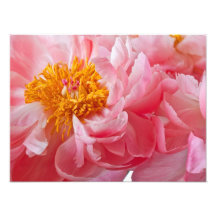 Pink Spring Peony Flower - Peonies Template Photo Art