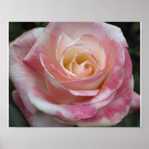 Pink Sweetheart Rose Poster