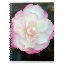 Pink Tipped Camellia-053 Notebook