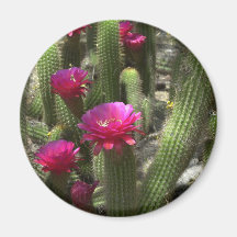 Pink Torch Cactus Refrigerator Magnets