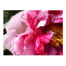 Pink Tree Peony Postcard