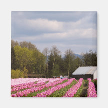 Pink Tulip Field Fridge Magnet