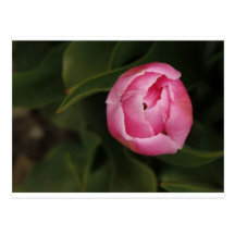Pink Tulip Postcards