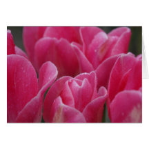 Pink Tulips Closeup Photography on Cards