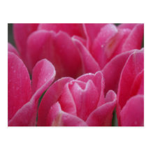Pink Tulips Closeup Photography on Cards Postcards